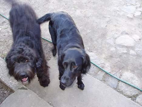 Blanding af racer Lucky - Her er jeg sammen med Teddy! billede 4