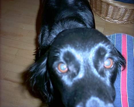 Blanding af racer Lucky - Sådan går det, når man kommer for tæt på kameraet! billede 5