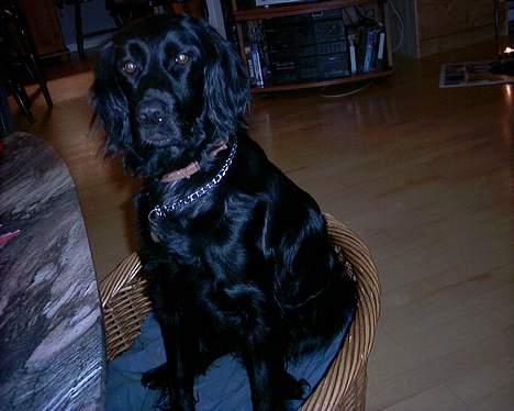 Blanding af racer Lucky - Jeg tror lige jeg tar´ mig en lur! billede 6