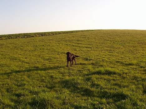 Blanding af racer Lucky - Her er jeg ude og lege på marken! billede 7