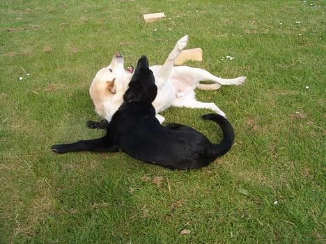 Labrador retriever Olivar billede 11