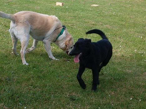 Labrador retriever Olivar billede 12