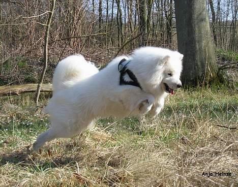 Samojedhund Discos Zulu Dancer "Siko" 2003 -2011 - Jump into your heart! billede 12