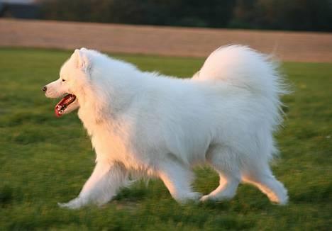 Samojedhund Discos Zulu Dancer "Siko" 2003 -2011 - Jaa udover marken! billede 14