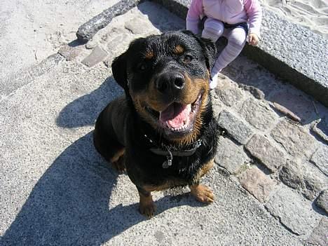 Rottweiler Budda billede 12