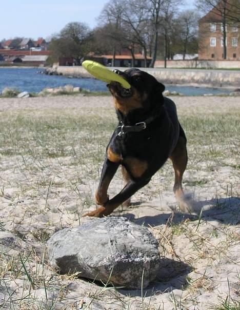 Rottweiler Budda billede 13