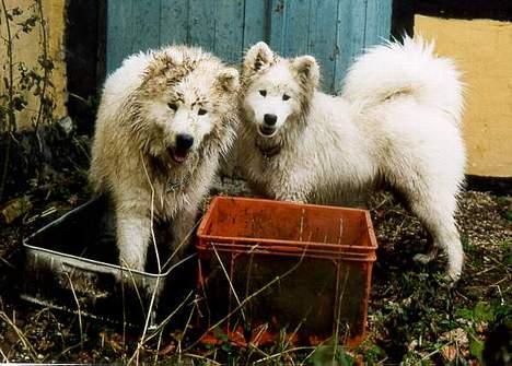 Samojedhund Discos Zulu Dancer "Siko" 2003 -2011 - Søster Snowy lærer Siko om mudderbad! billede 16