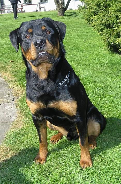 Rottweiler Budda billede 14