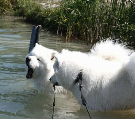 Samojedhund Discos Zulu Dancer "Siko" 2003 -2011 - Voov billede 18