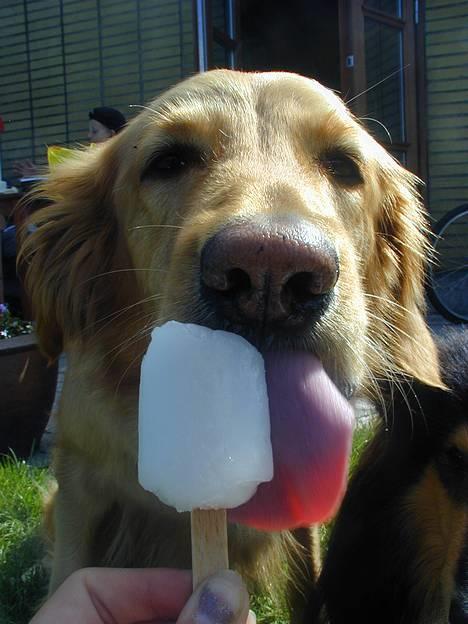 Hovawart Silly (HofJoy´s Elona) - Mums ! is... billede 7