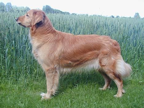 Hovawart Silly (HofJoy´s Elona) - Silly i fuld format. billede 8