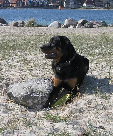 Rottweiler Budda billede 15