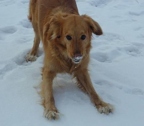 Hovawart Silly (HofJoy´s Elona) - Ikke spise sneen ! billede 9