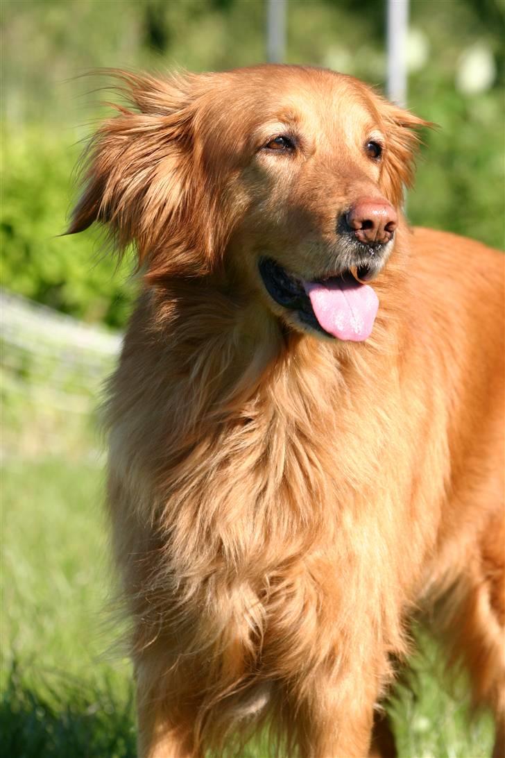 Hovawart Silly (HofJoy´s Elona) - Silly. billede 10