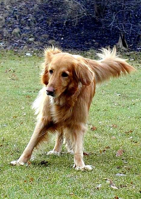 Hovawart Silly (HofJoy´s Elona) - Silly er ved at vælte ! billede 11