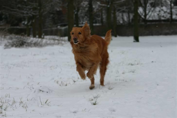 Hovawart Silly (HofJoy´s Elona) - Silly. billede 12