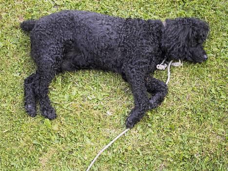 Mellempuddel Dixy billede 5