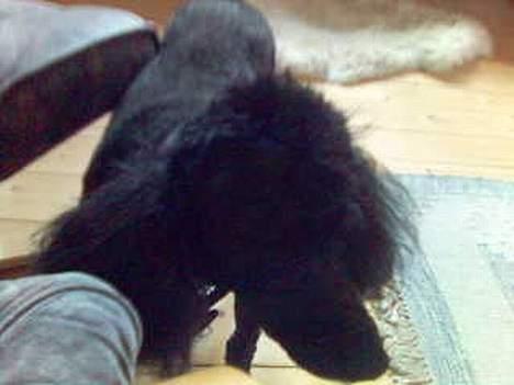 Mellempuddel Dixy - "Hej min egen Mette ;D" billede 6