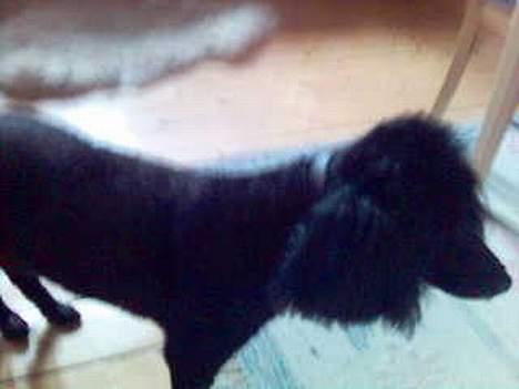 Mellempuddel Dixy - Jeg er lige blevet klippet ;D billede 7