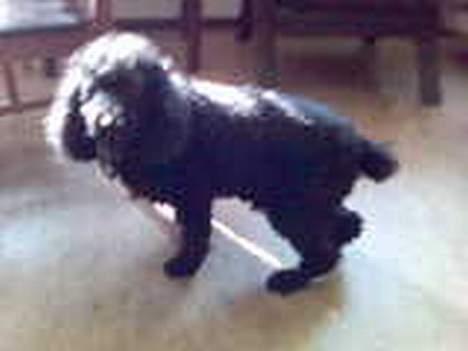 Mellempuddel Dixy - Jeg har lige været til dyrelæge :( Jeg er meget træt så jeg kan ikke holde min bagdel oppe billede 8