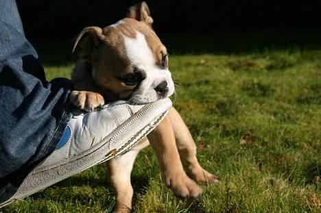 Engelsk bulldog Anna - mums sure sko billede 10