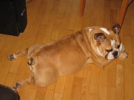 Engelsk bulldog Anna - se mine kyllinge lår.. billede 11