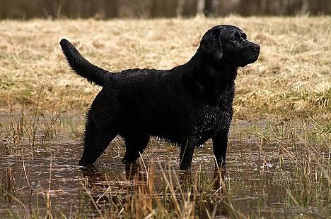 Labrador retriever Hubert`s Jef (Emil) - Tosa Foto billede 11