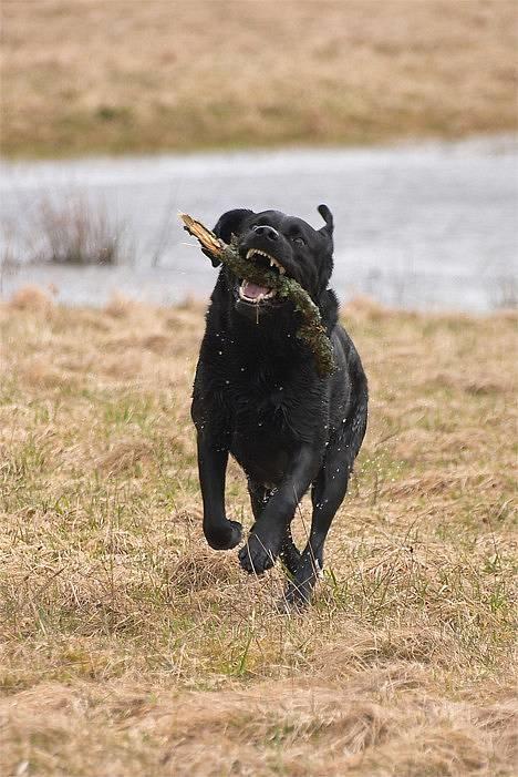 Labrador retriever Hubert`s Jef (Emil) - Tosa Foto billede 13