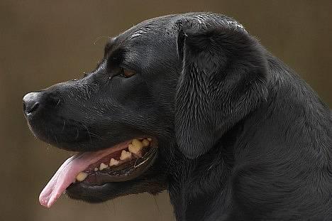 Labrador retriever Hubert`s Jef (Emil) - Tosa Foto billede 14