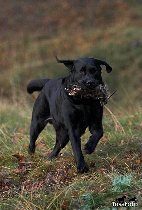 Labrador retriever Hubert`s Jef (Emil) - Tosa Foto - Nyt billede 16