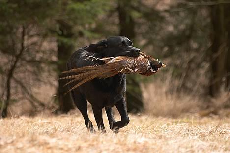 Labrador retriever Hubert`s Jef (Emil) - Tosa Foto billede 18