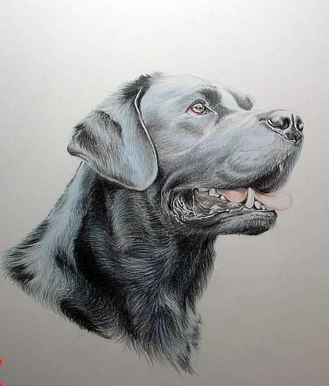 Labrador retriever Hubert`s Jef (Emil) - Emil foreviget af Charlotte  billede 20