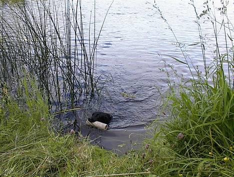 Labrador retriever Hubert`s Hugin - Hugin i søen billede 11