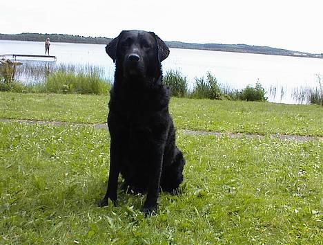 Labrador retriever Hubert`s Hugin - Hugin ved søen billede 12