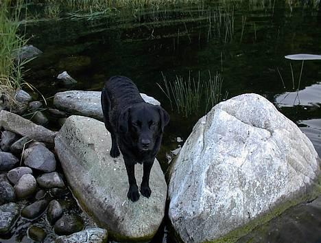 Labrador retriever Hubert`s Hugin - Hugin "on the rocks" billede 13