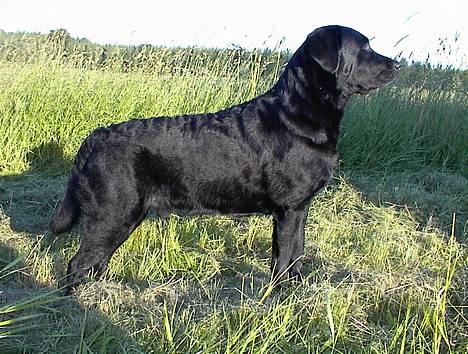 Labrador retriever Hubert`s Hugin - Hugin på marken .. billede 14