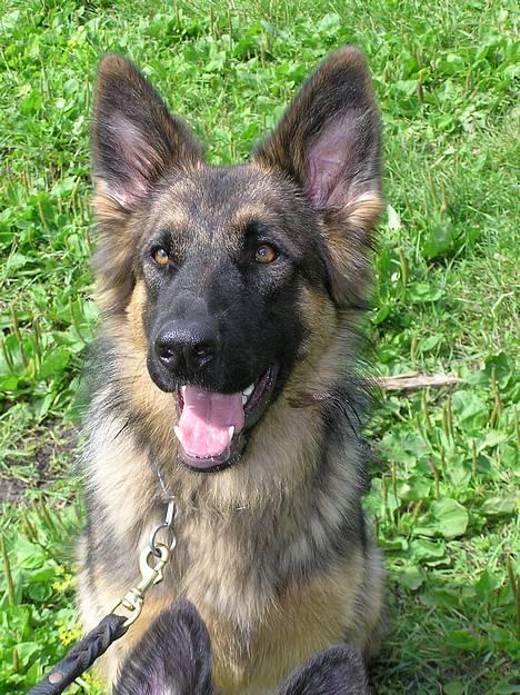 Schæferhund Micha billede 5