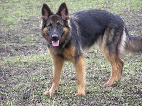 Schæferhund Micha - NYT billede 6