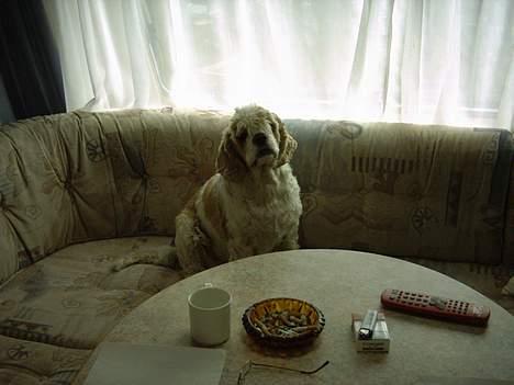 Amerikansk cocker spaniel Galaksi Rocket Man billede 12