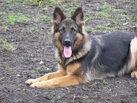 Schæferhund Micha - NYT billede 7