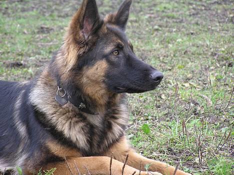 Schæferhund Micha - NYT billede 8