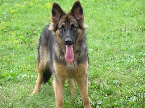 Schæferhund Micha billede 9