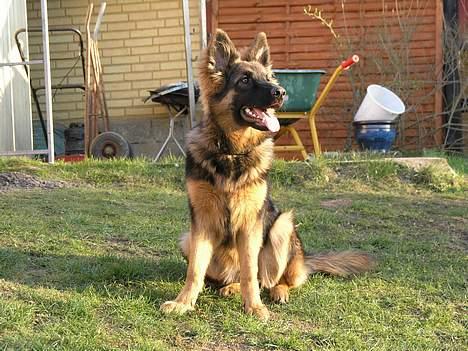 Schæferhund Micha billede 10