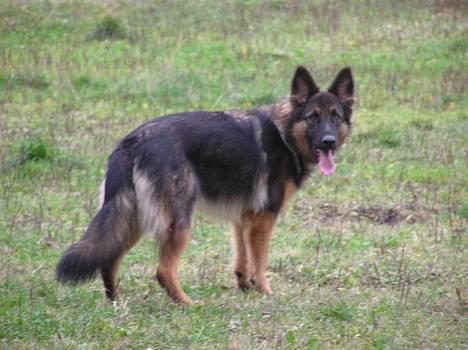 Schæferhund Micha - NYT billede 11