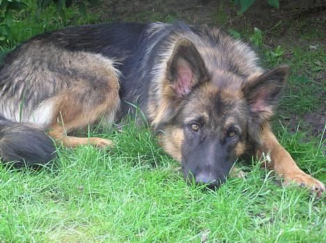 Schæferhund Micha - micha ligger under hendes yndlings træ ude i haven billede 12