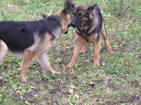 Schæferhund Micha - NYT billede 13