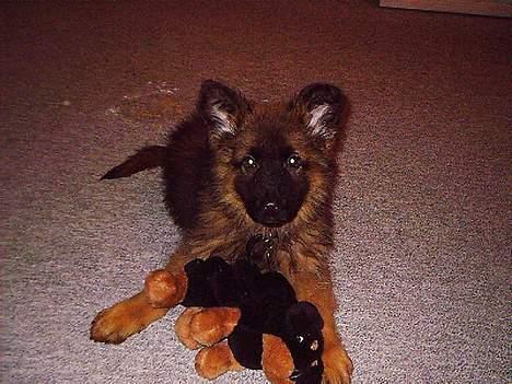 Schæferhund Micha - micha 9 uger billede 14