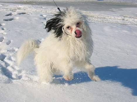 Chinese crested powder puff Gizmo - Vinter 2005 billede 9