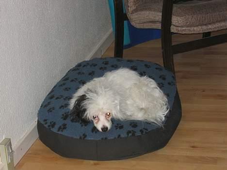 Chinese crested powder puff Gizmo - Forår 2005 og trææt billede 10