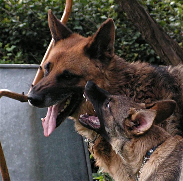 Schæferhund Rico RIP - August 2007: Bacardi for tæller Rico en hemmelighed billede 11